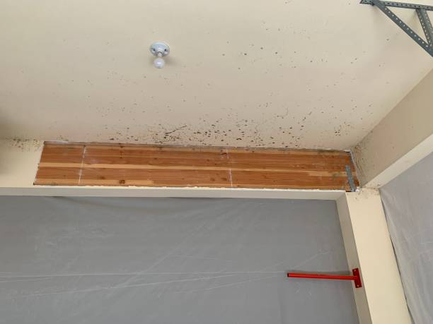  Stateburg, SC Mold Removal Pros